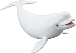 COLLECTA - BELUGA - ESCALA L
